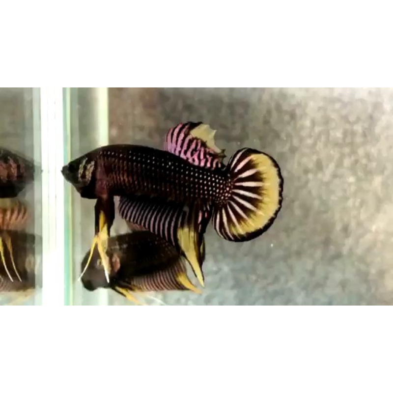 Live Wild Betta Male  Copper yellow tail Imbellis(CBM-1063)Our Choice BUY 4 GET 1 FREE MIX & MATCH