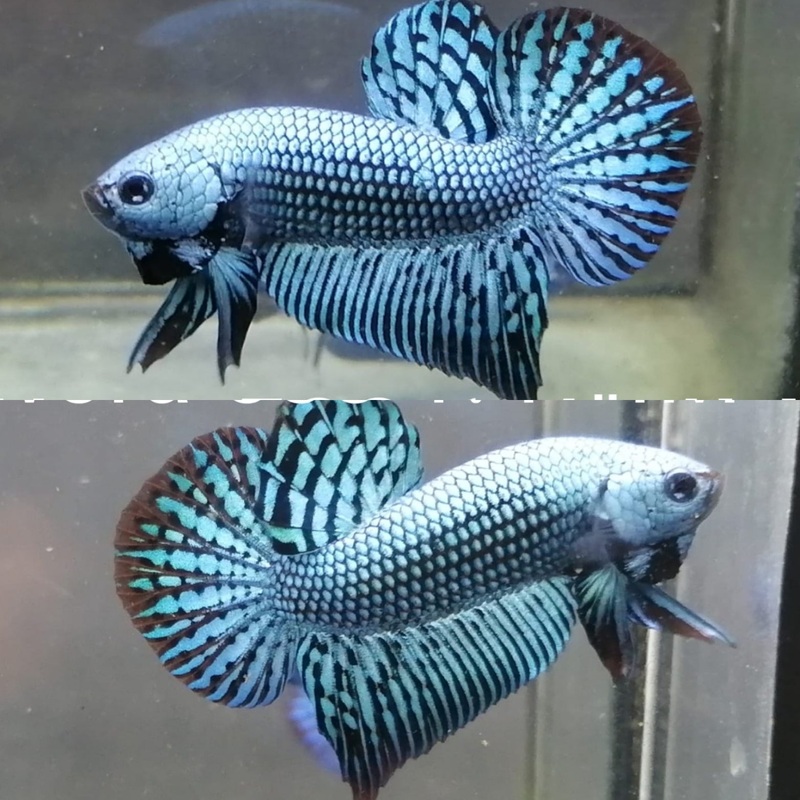 Live Wild Betta Male Gray Alien (CBM-1050)Our Choice BUY 4 GET 1 FREE MIX & MATCH