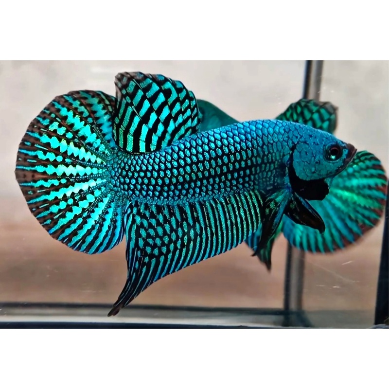 Live Wild Betta Male Green Alien (CBM-1051) BUY 4 GET 1 FREE MIX & MATCH
