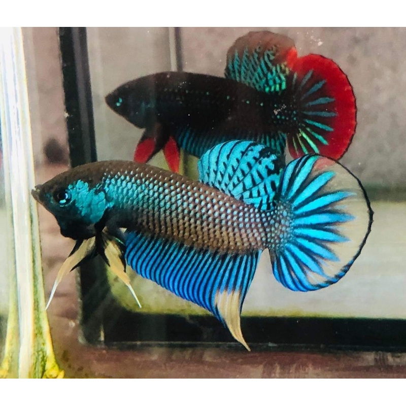 Live Wild Betta Male Green Skin Yellow Imbellis (CBM-1065)Our Choice BUY 4 GET 1 FREE MIX & MATCH