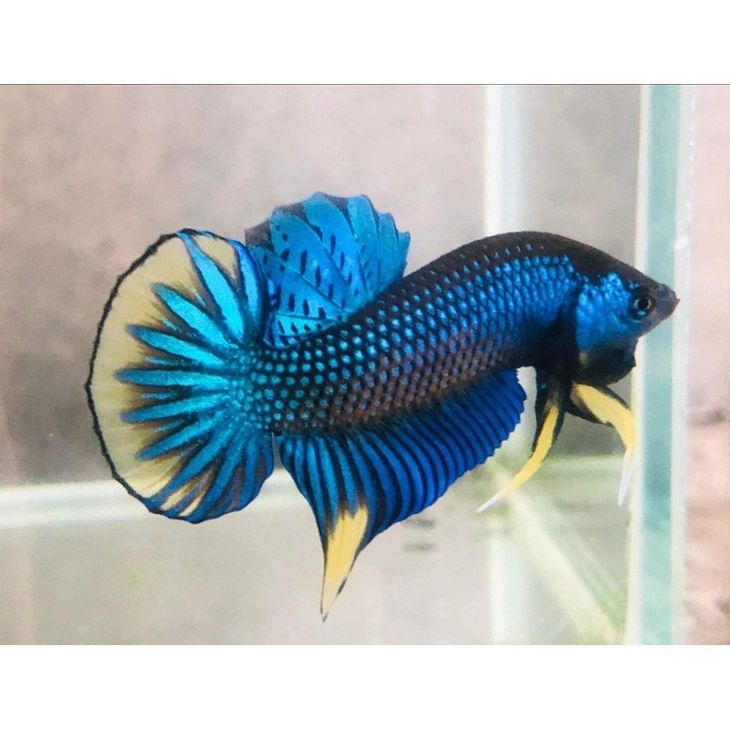 Live Wild Betta Male Imbellis Blue Skin Yellow Tail(CBM-1061)Our Choice BUY 4 GET 1 FREE MIX & MATCH