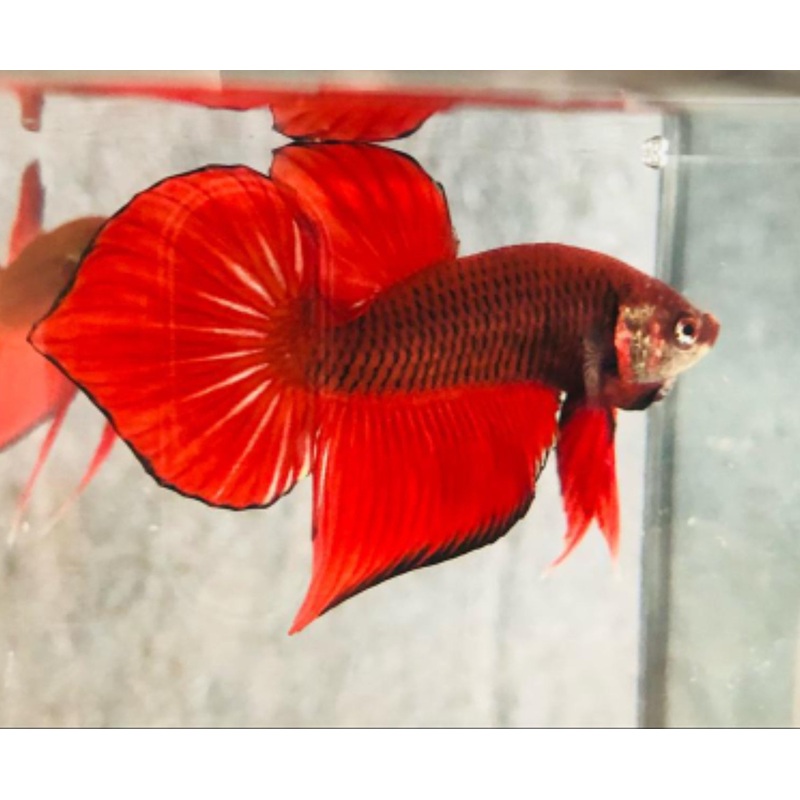 Live Wild Betta Male Red Splendens (CBM-1053)Our Choice BUY 4 GET 1 FREE MIX & MATCH