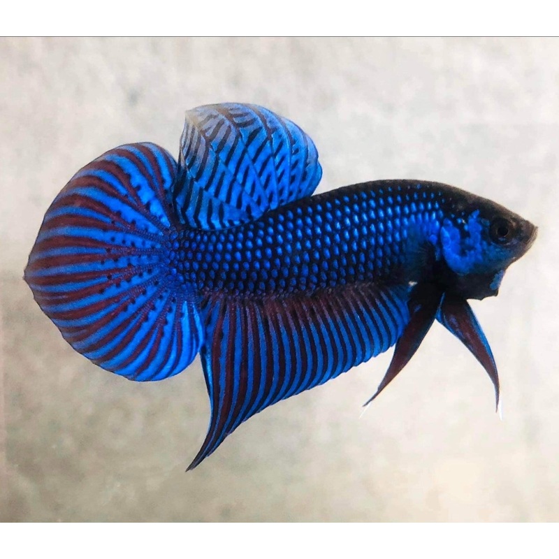 Live Wild Betta Male Steel Blue Mahachai (CBM-1055)Our Choice BUY 4 GET 1 FREE MIX & MATCH