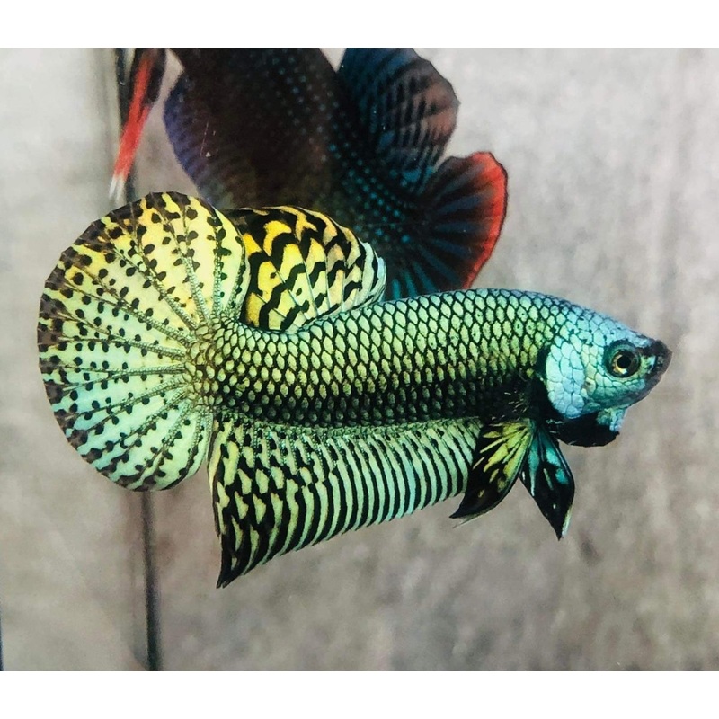 Live Wild Betta Male Turquoise Alien (CBM-1052)Our Choice BUY 4 GET 1 FREE MIX & MATCH