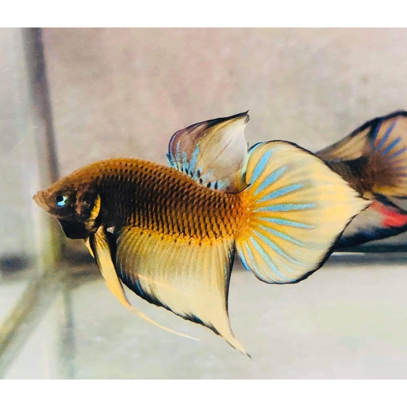Live Wild Betta Male Yellow Splendens (CBM-1054)Our Choice BUY 4 GET 1 FREE MIX & MATCH