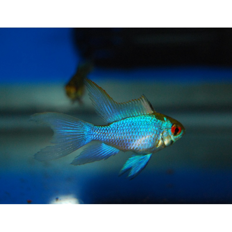 Longfin Electric Blue Ram #80
