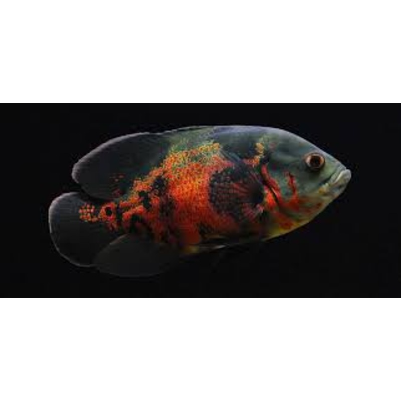 Oscar Tiger  (Astronotus Ocellatus)