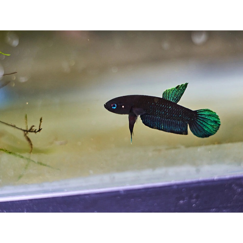 Persephone betta pair