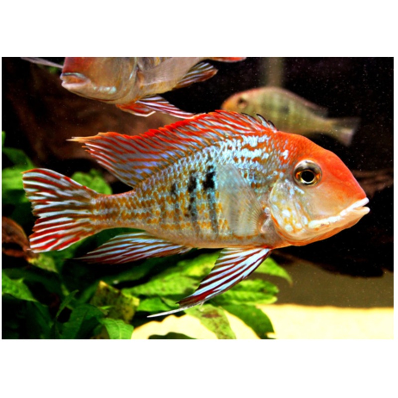 Red Head Tapajos (Geophagus sp. Tapajos 'Red head')(CHD-146)