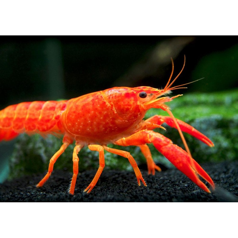 Red lobster