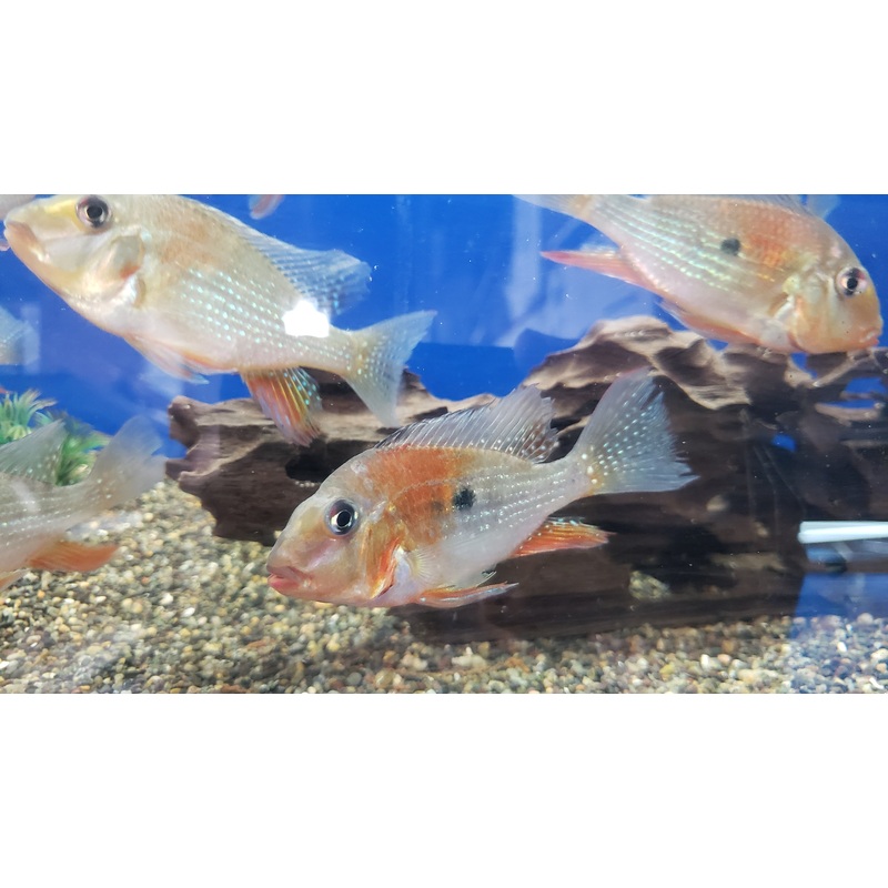 Red Threadfin Acara (Acarichthys heckelii)