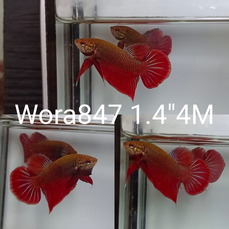 S stock(WORA-847) RED SPLENDERS WILD MALE BETTA