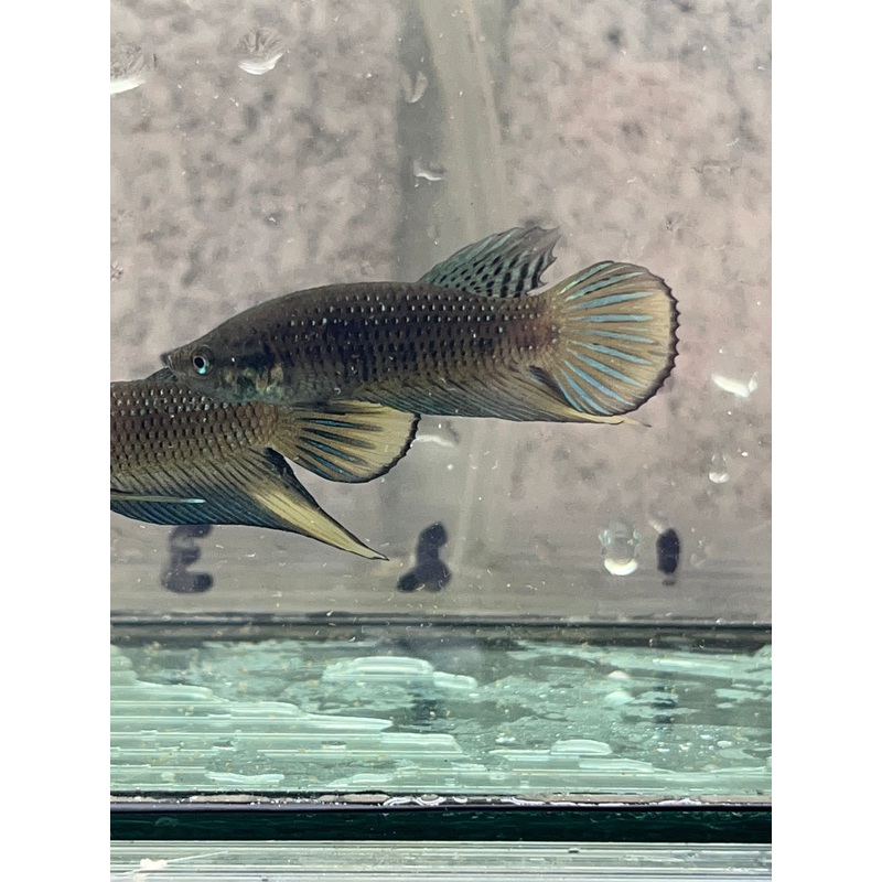 Siamorientalis yellow tail wild betta