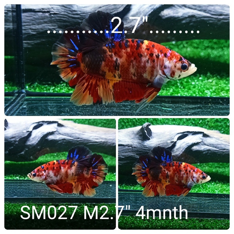(SM-027) Giant Tiger Koi Galaxy Plakat Male Betta