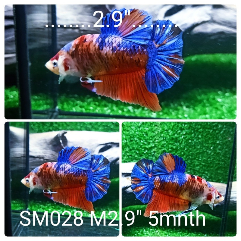 (SM-028) Giant Fancy Grizzle Candy Plakat Male Betta