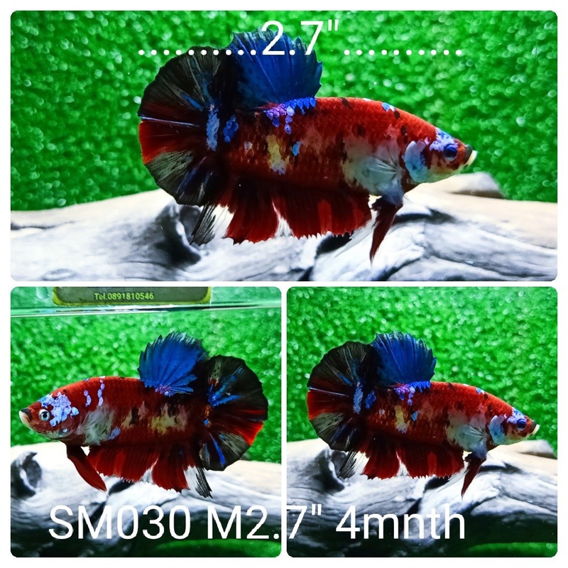 (SM-030) Giant Koi Galaxy Plakat Male Betta