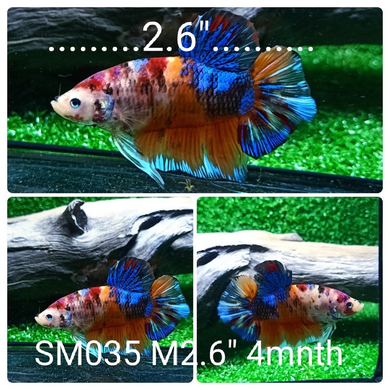 (SM-035) Giant Fancy Nemo Galaxy Plakat Male Betta