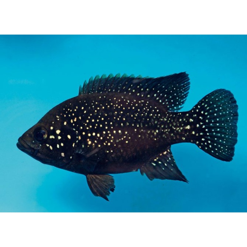 (TROP-099)  Starry Night Cichlid "Bleekeri" (Paratilapia Polleni) 2.00-2.50"