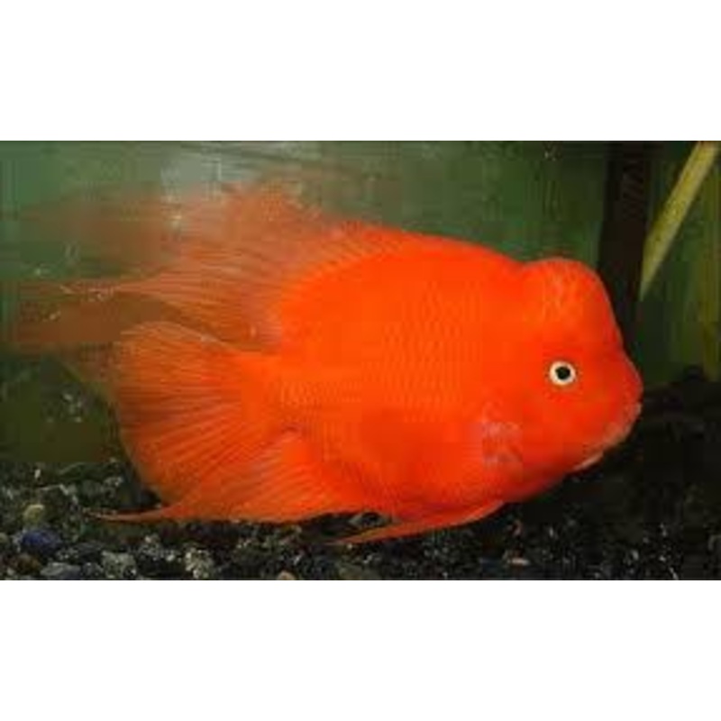 (TROP-101) King Kong Blood Parrot Cichlid