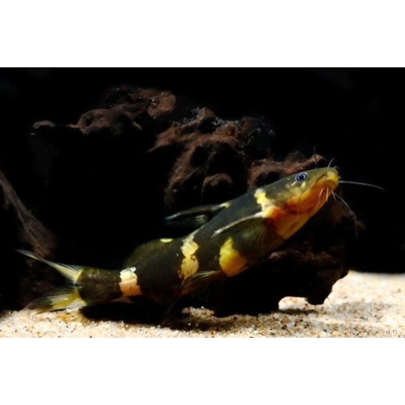 (TROP-185)#027 Bumble Bee Catfish (Microglanis iheringi) 3"