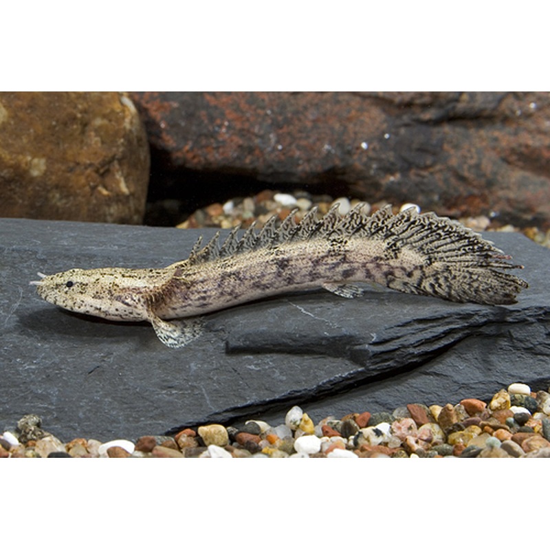 (TROP-201)Endlicheri Bichir 3.00 inch (Polypterus endlicheri) #078