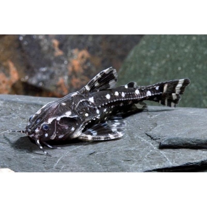 (TROP-245)U027 Spotted Raphael Catfish (Agamyxis pectinifrons)