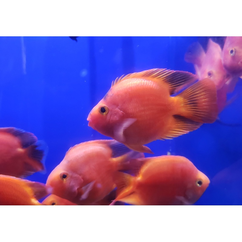 (TROP-253)U032 Yuan Bao Red Blood Parrot Cichlid
