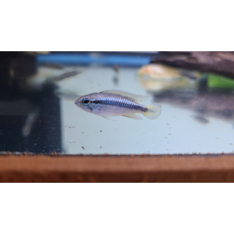 (TROP-313) Apistogramma Agassizii