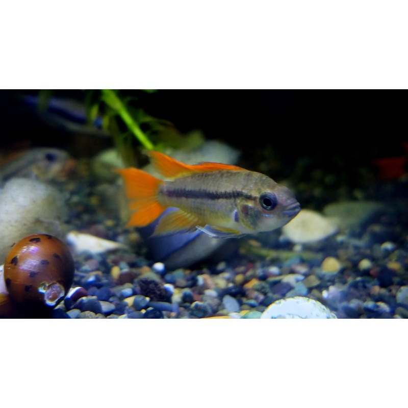 (TROP-314) ORANGE FLASH COCKATOO DWARF CICHLID (APISTOGRAMMA CACATUOIDES VAR. "ORANGE FLASH") #089 #090