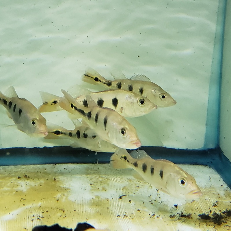 (TROP-315) Monoculus Peacock Bass (Cichla Monoculus)