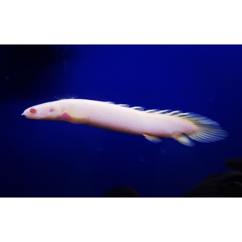 (TROP-316)Albino Bichir 4.00-5.00 inch (Polypterus senegalus)