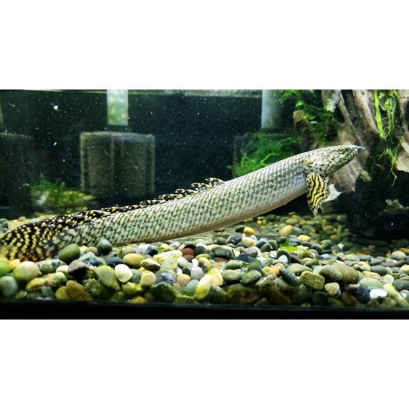 (TROP-317)Ornate Bichir 7.00 inch (Polypterus ornatipinnis)