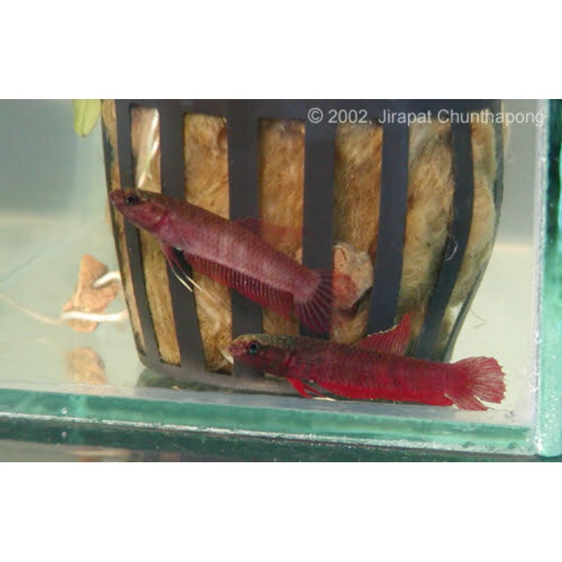WB Rutilan Betta pair