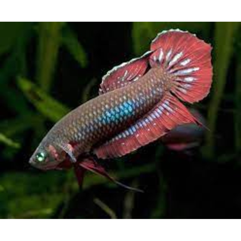 (WBP-06) Coccina wild Betta