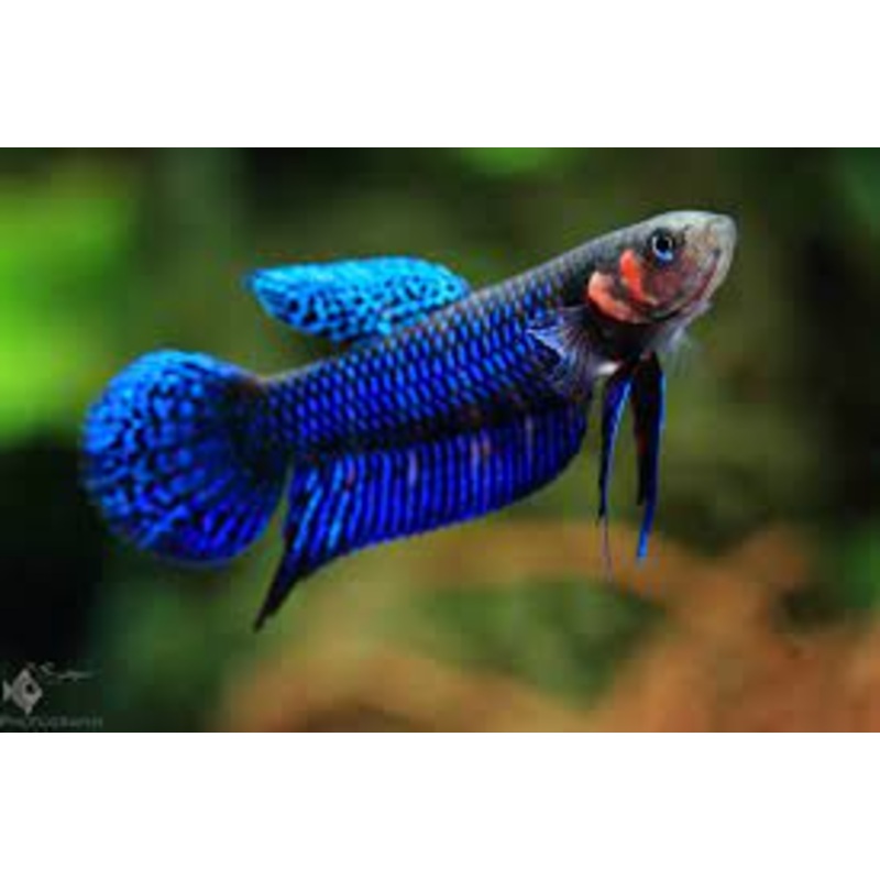 (WBP-07) Hendra wild betta