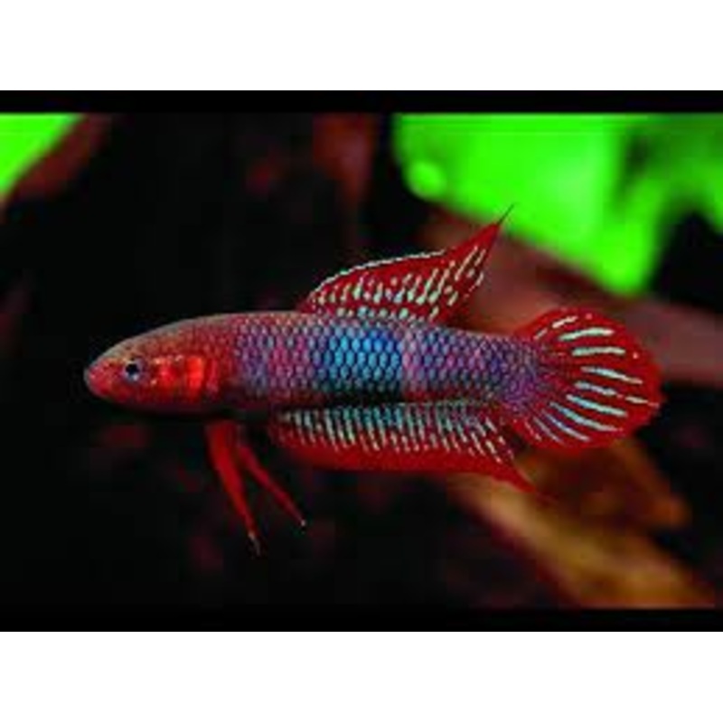 (WBP-09) Uberis Wild Betta