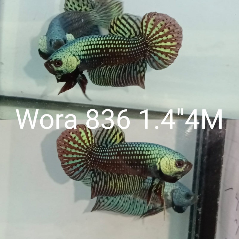 (WORA-836) GREEN COPPER GUITAR ALIEN MALE BETTA