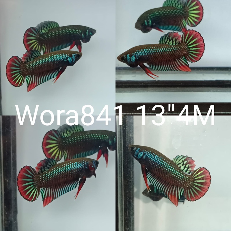 (WORA-841) GREEN IMBELLIS WILD MALE BETTA