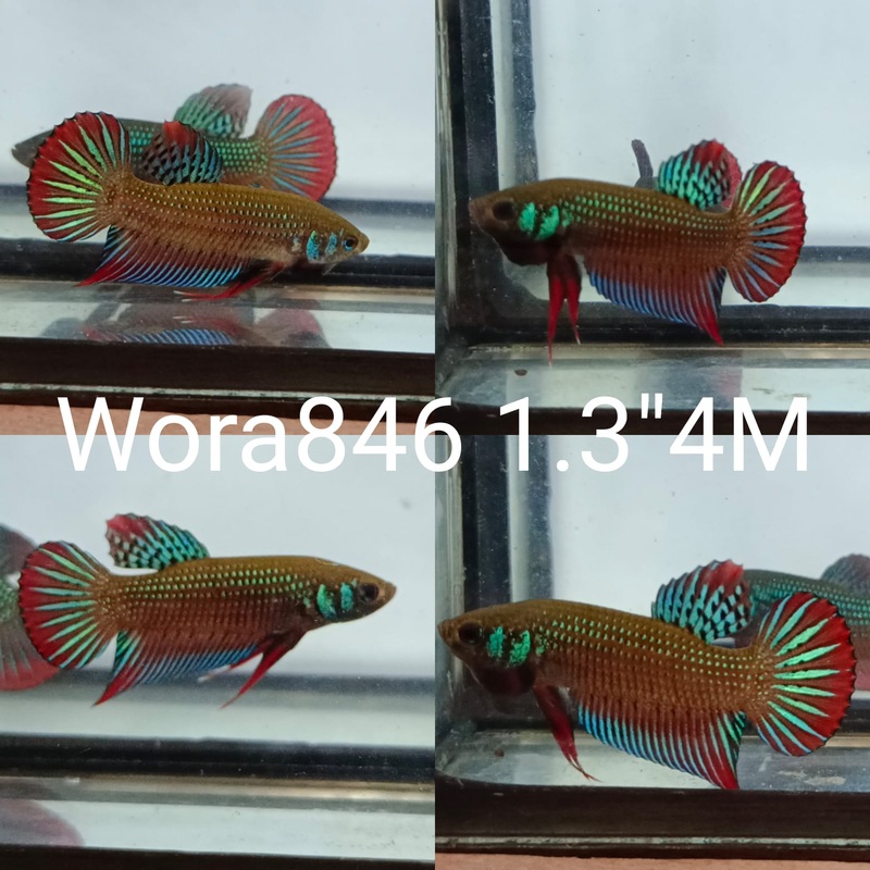 (WORA-846) SIAMORIENTALIS RED TAIL MALE BETTA