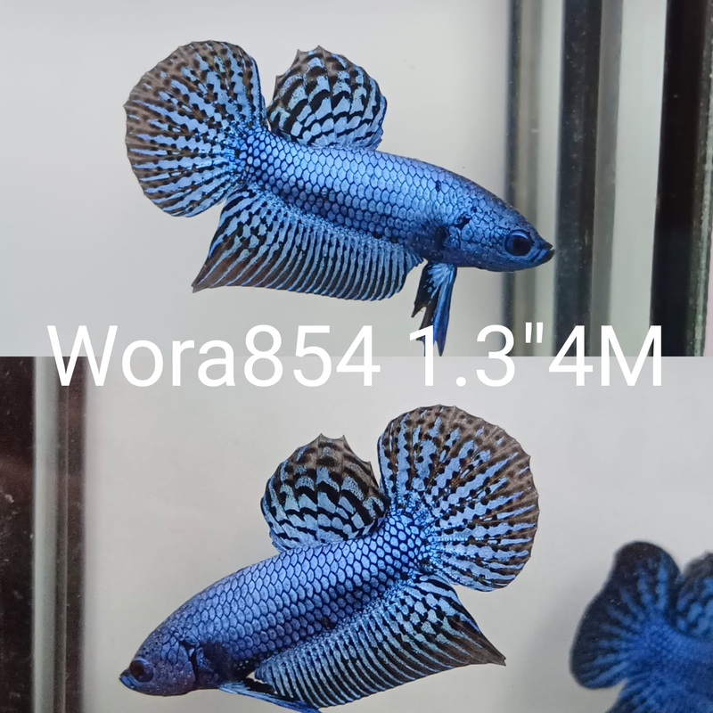 (WORA-854) BLUE ALIEN FULL MASK ALIEN MALE BETTA
