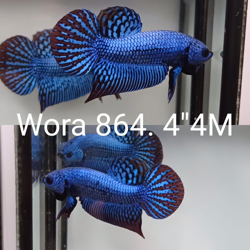 (WORA-864) BLUE ALIEN MALE BETTA