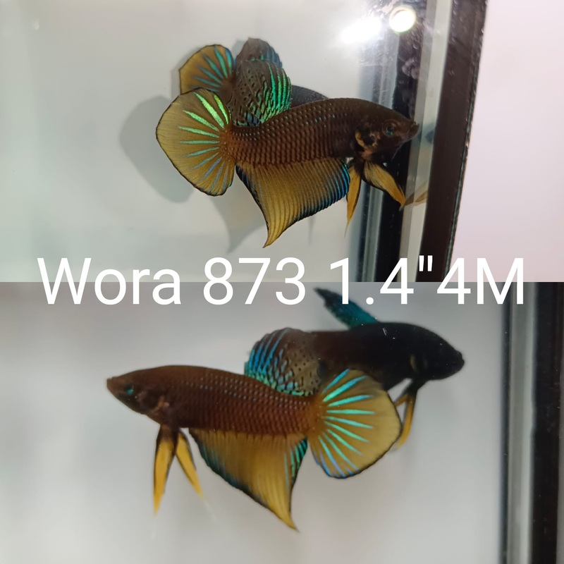(WORA-873) COPPER GREEN IMBELLIS MALE BETTA
