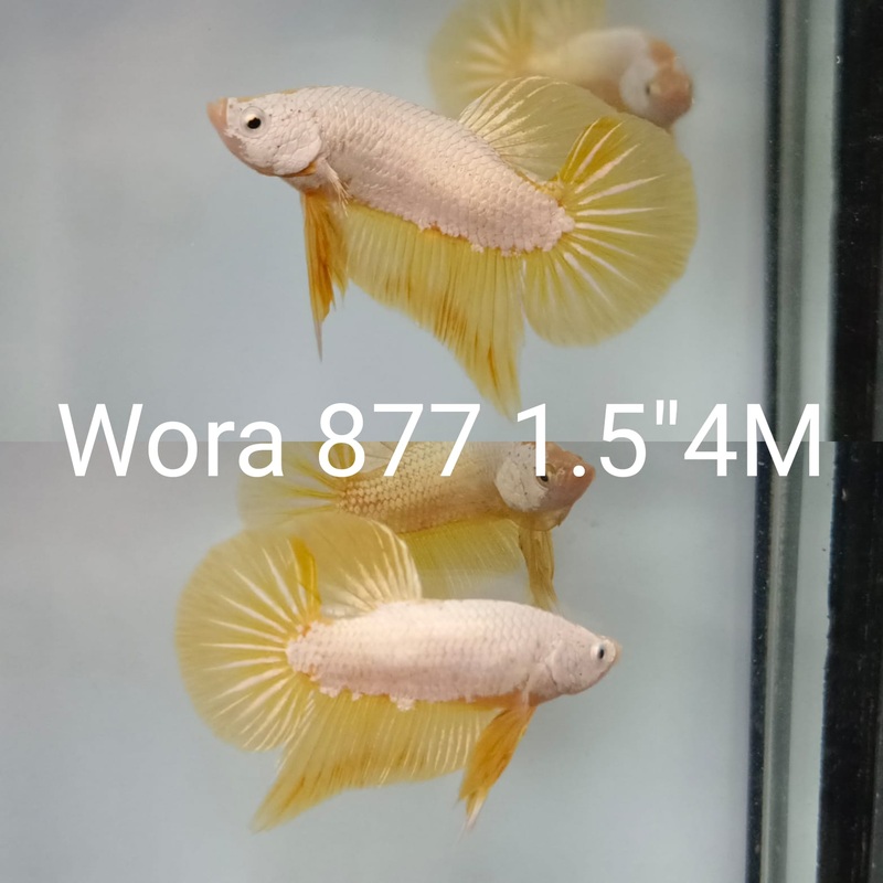 (WORA-877) GOLD YELLOW DRAGON PLAKAT MALE BETTA