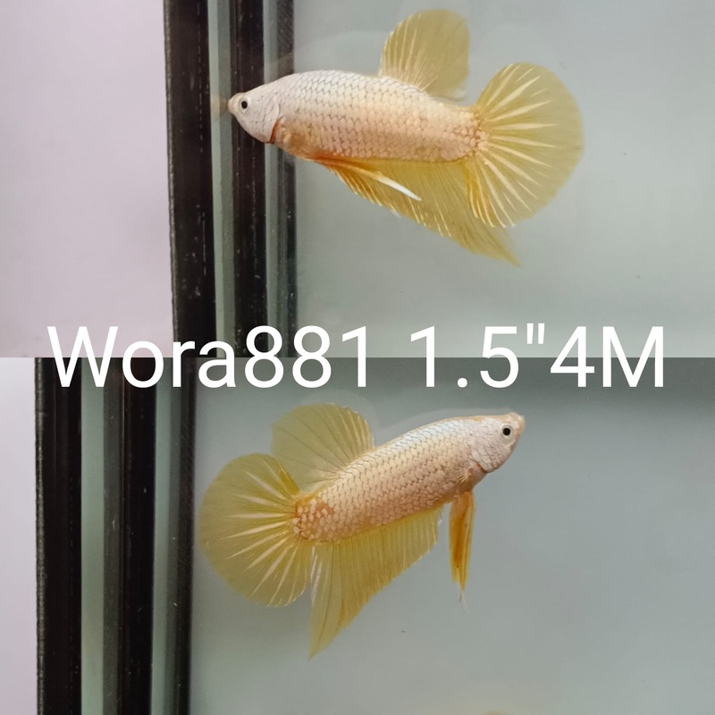 (WORA-881) GOLD YELLOW DRAGON PLAKAT MALE BETTA
