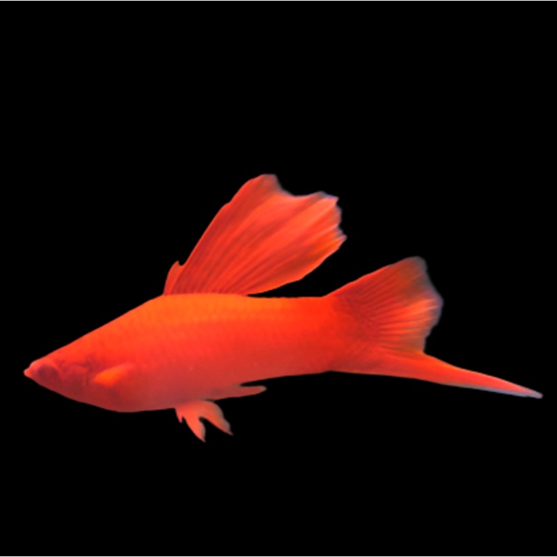 Albino Super Red Hifin Swordtail 1.00 inch