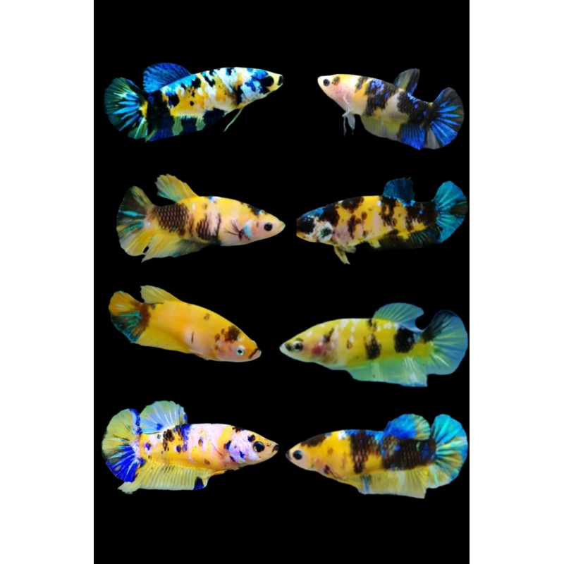 Betta Fish Yellow Koi Glalaxy Plakat | BUY 4 GET 1 FREE! (CBG-021) R7A09