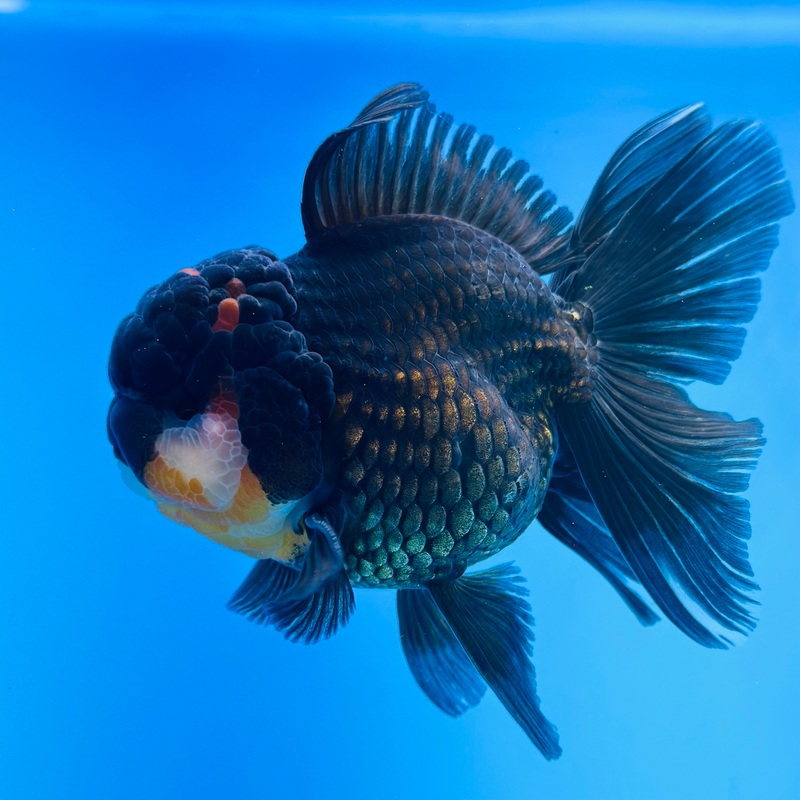 Black Body Red Head Thai Oranda 3.5 inch Body Male (KP-053) R1A07