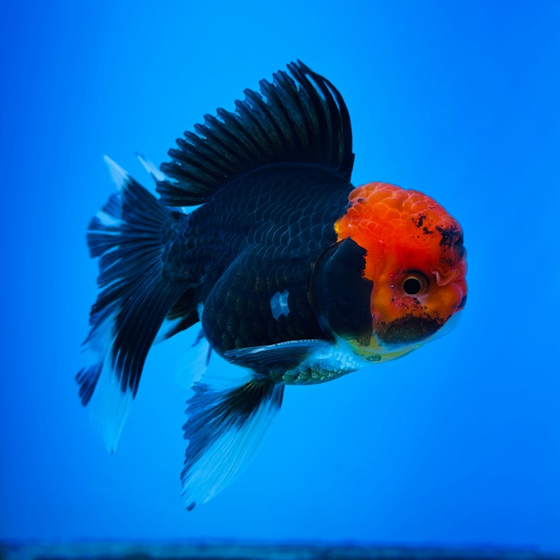 Black Body Red Head Thai Oranda 3 inch Body Male (KP-055) R1A07