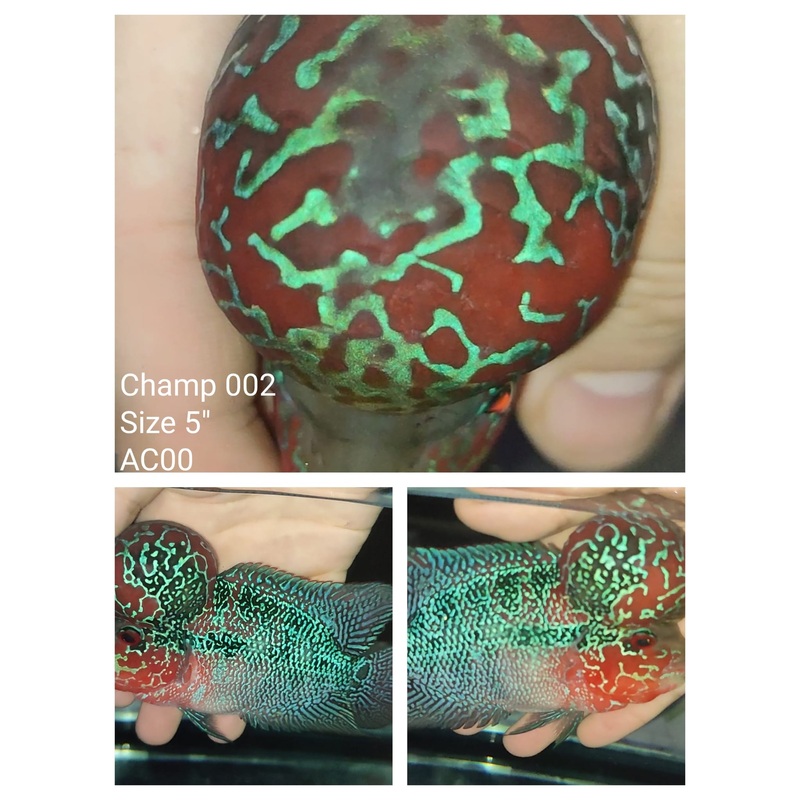 (CHAMP-2) Super Red Dragon Flowerhorn 5.00 inch