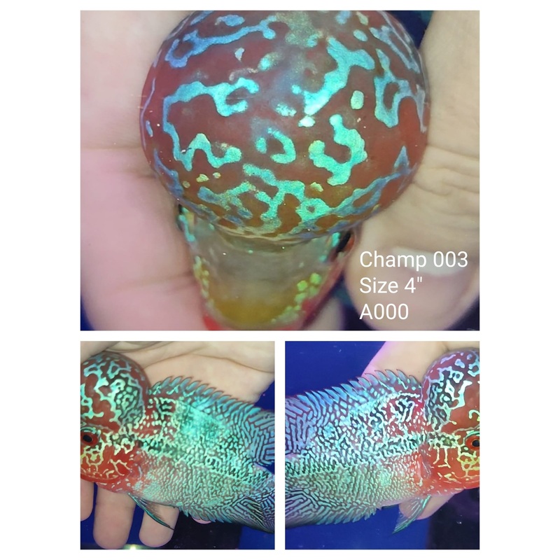 (CHAMP-3) Super Red Dragon Flowerhorn 4.00 inch